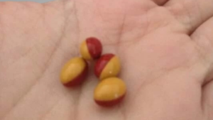 Se o médico prescreveu o tratamento com Tretinoína (Vesanoid), o paciente tem direito a ter acesso à medicação para seu tratamento.